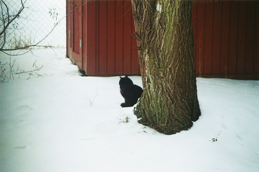 Cat in the Snow