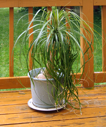 Plant on a Wet Deck