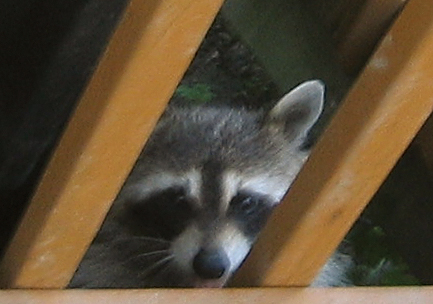 Rocky Racoon at the Deck